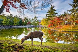 Nara Deer Park